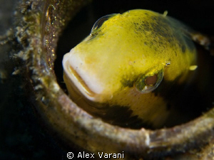 my home with my eggs... by Alex Varani 